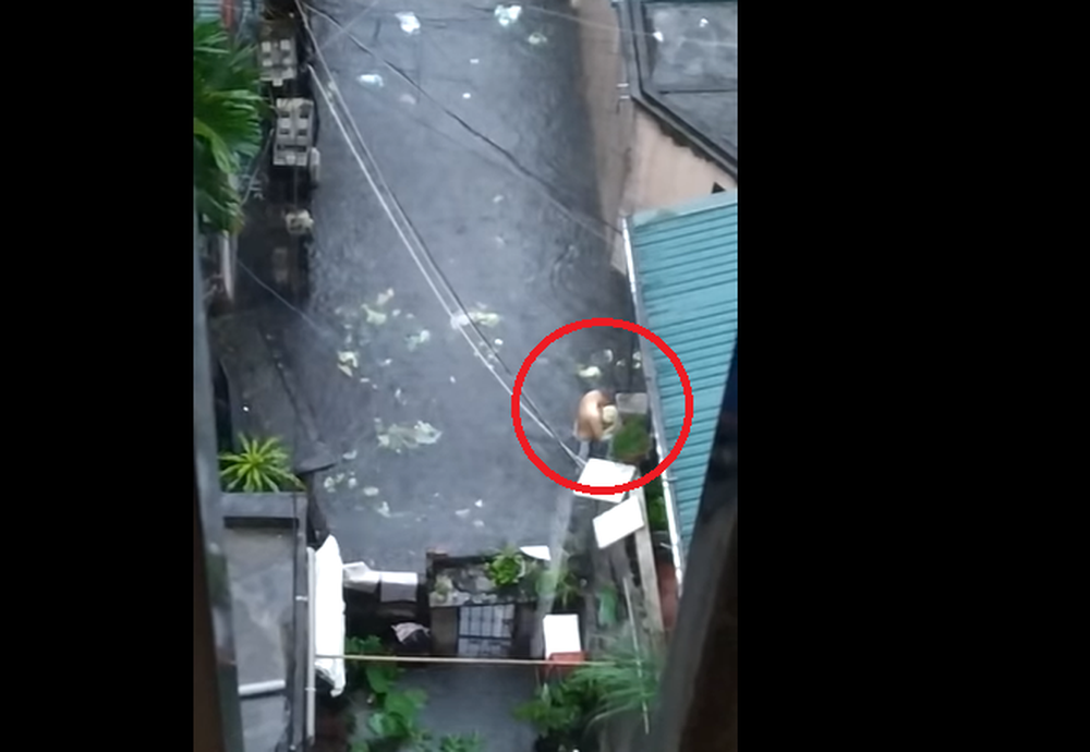 Bi hài clip người đàn ông ‘hôi của’ 2 cây bắp cải đi lạc dưới mưa ngập ở Hà Nội - Ảnh 4.