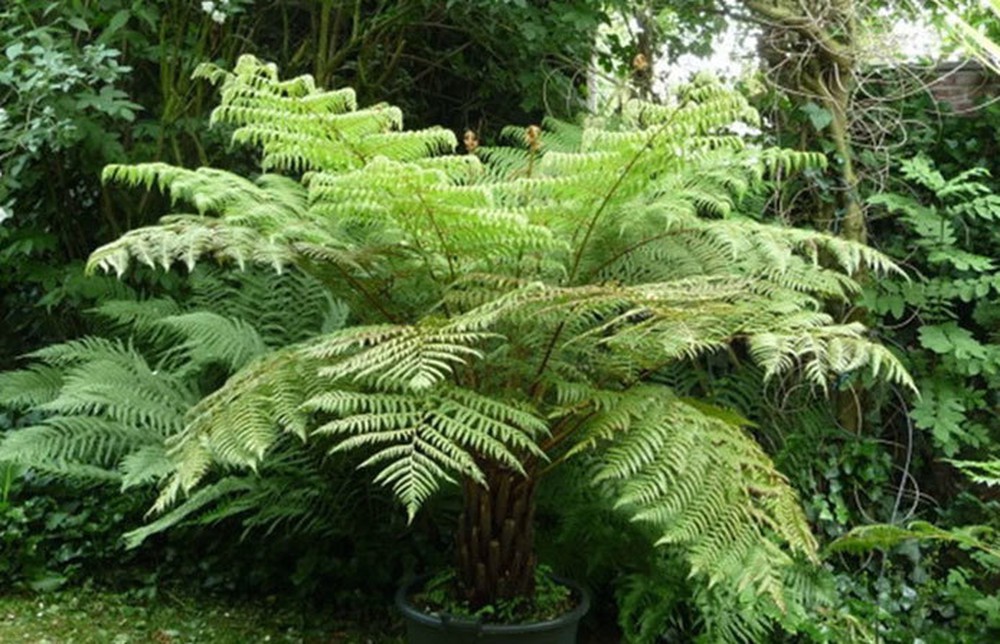 What is the effect of eating the fern leaves of the woman who survived 7 days after falling from the cliff in Yen Tu, how to cope when lost in the forest - Photo 1.