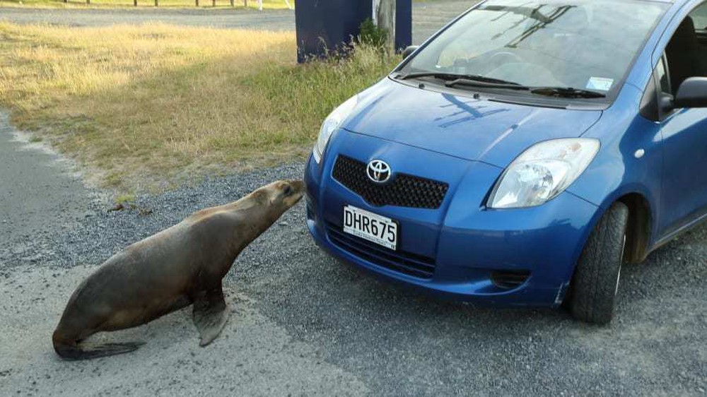 Visit the town where sea lions roam freely - Photo 3.