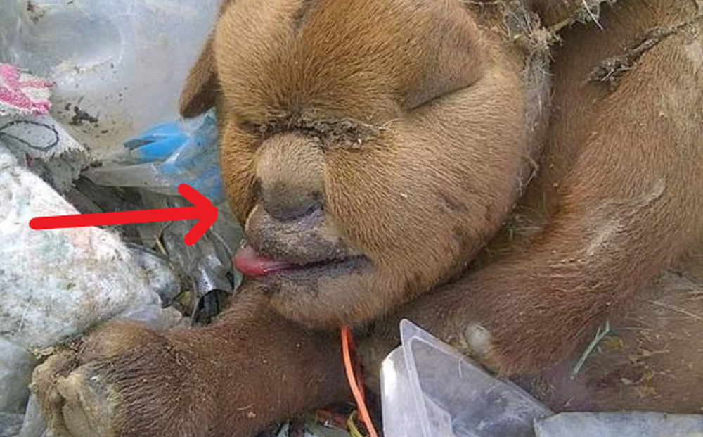Đi đổ rác, người dân phát hoảng vì bắt gặp sinh vật lạ, càng nhìn càng hoang mang