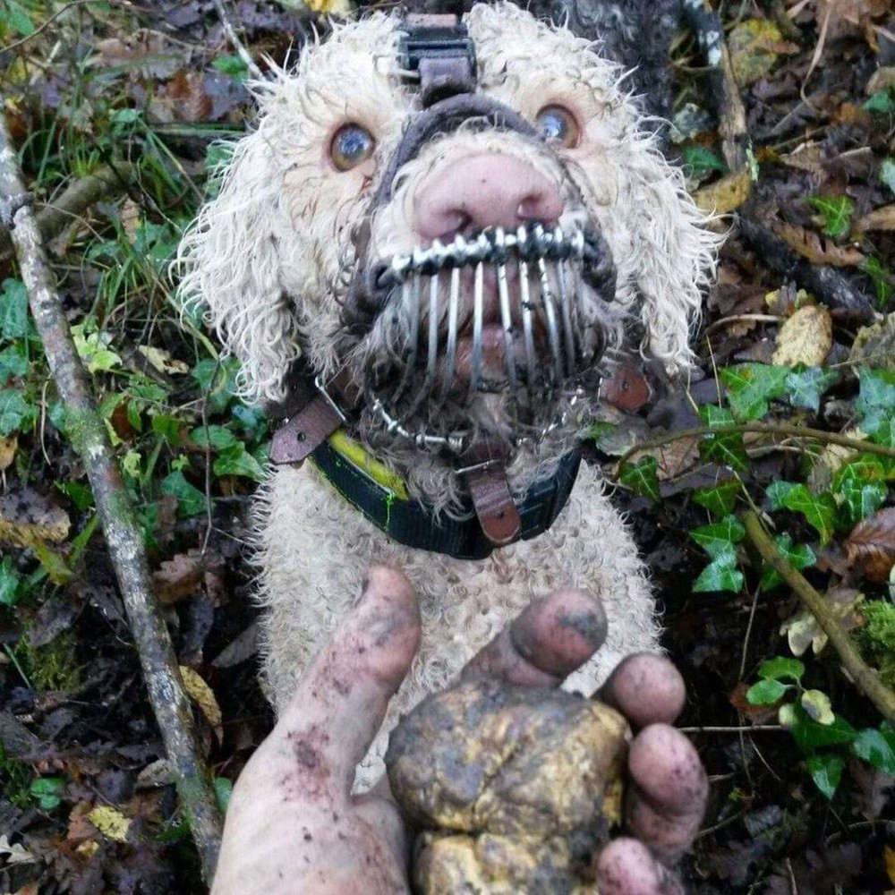 This dog is muzzled even when going deep into the forest, for an unexpected reason: Find culinary diamonds!  - Photo 1.