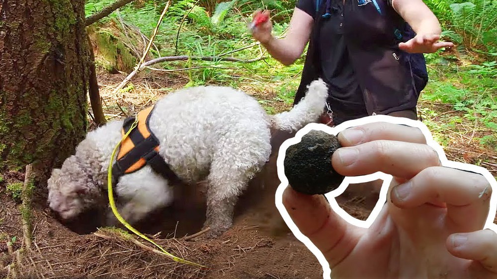 This dog is muzzled even when going deep into the forest, for an unexpected reason: Find culinary diamonds!  - Photo 6.