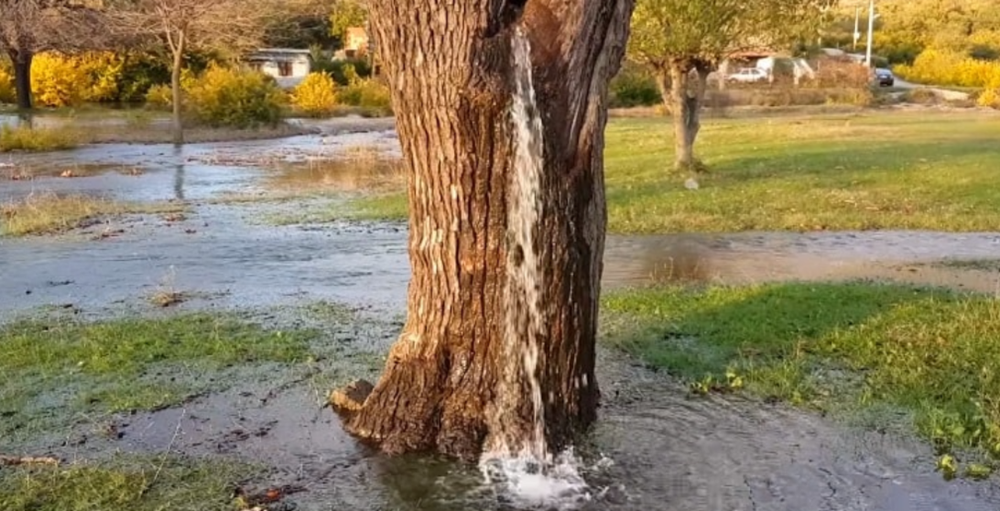 The mystery of the hundred-year-old mulberry tree sprays torrential water - Photo 1.