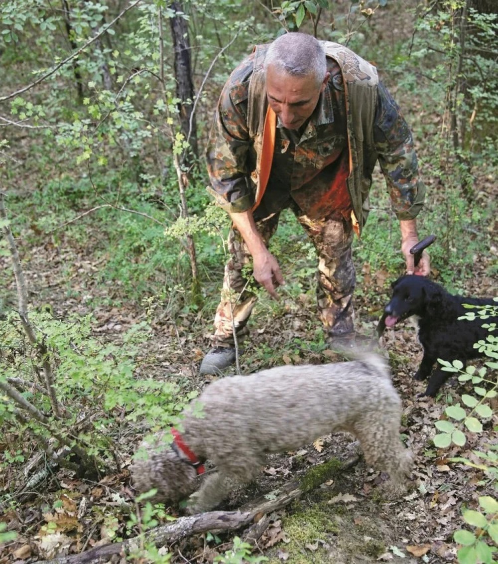 This dog is muzzled even when going deep into the forest, for an unexpected reason: Find culinary diamonds!  - Photo 7.