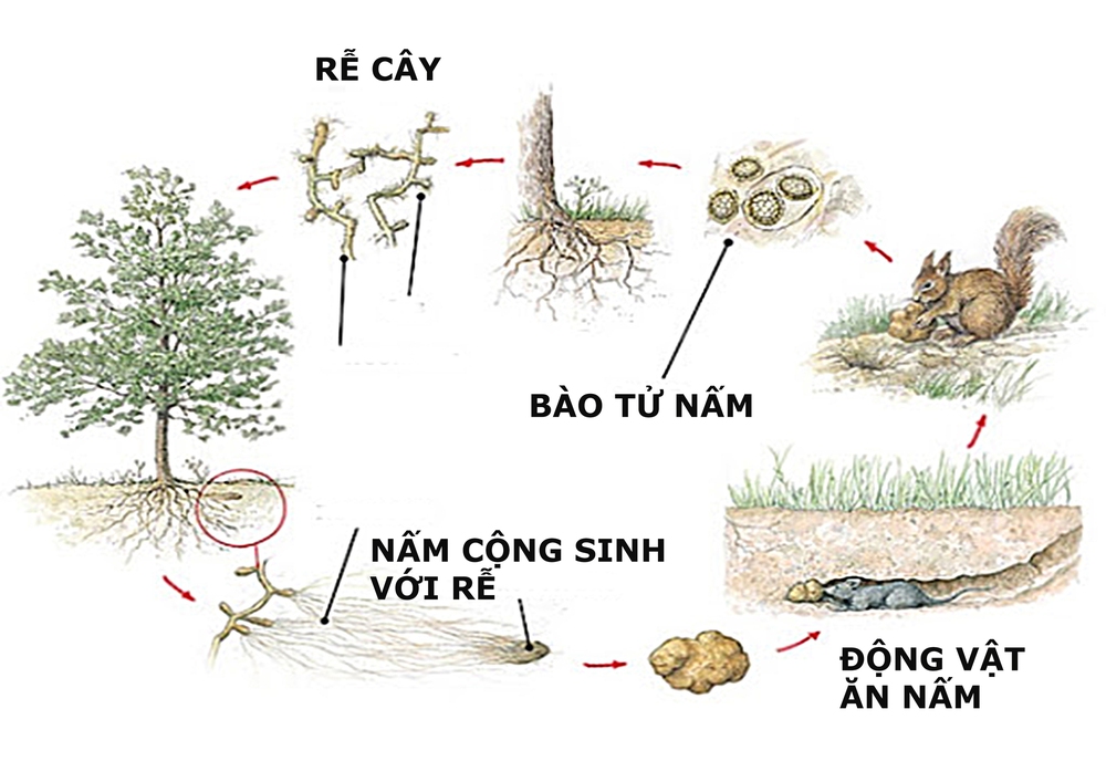 Chú chó này bị rọ mõm ngay cả khi đi vào rừng sâu, lý do bất ngờ: Tìm kim cương ẩm thực! - Ảnh 3.