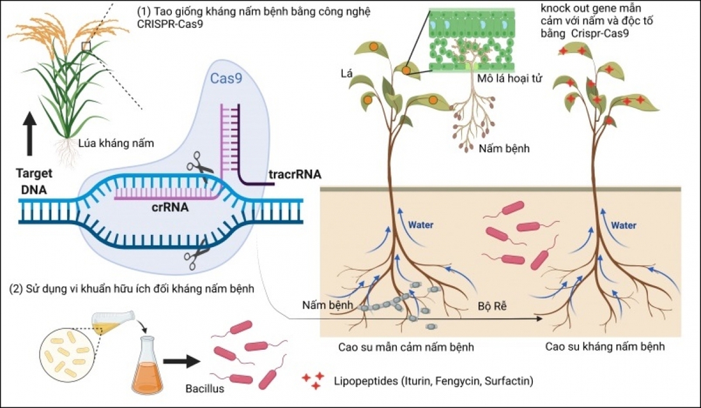 Đột phá ngành cao su Việt Nam: Nghiên cứu về độc tố nấm trên cây cao su - Ảnh 1.