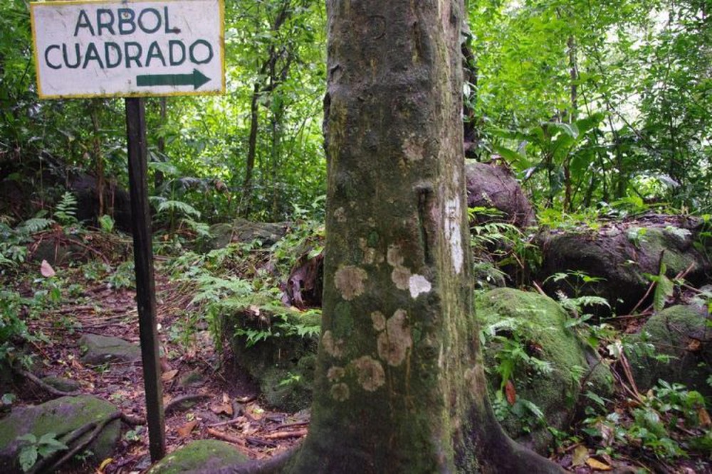 The mystery of the valley full of strange square trees - Photo 2.