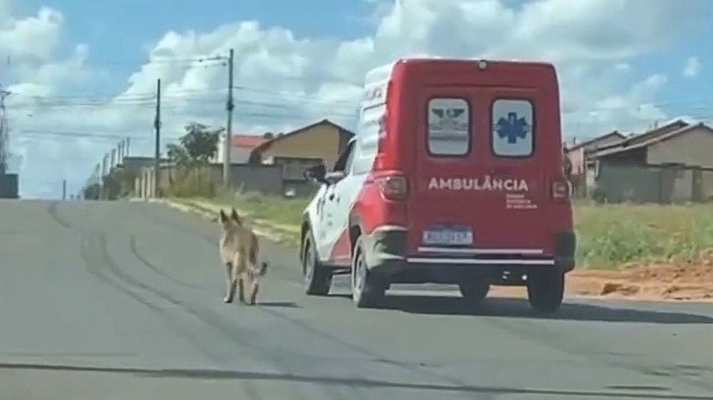 Khoảnh khắc xúc động chú chó chạy theo xe cứu thương đưa chủ đến bệnh viện - Ảnh 1.
