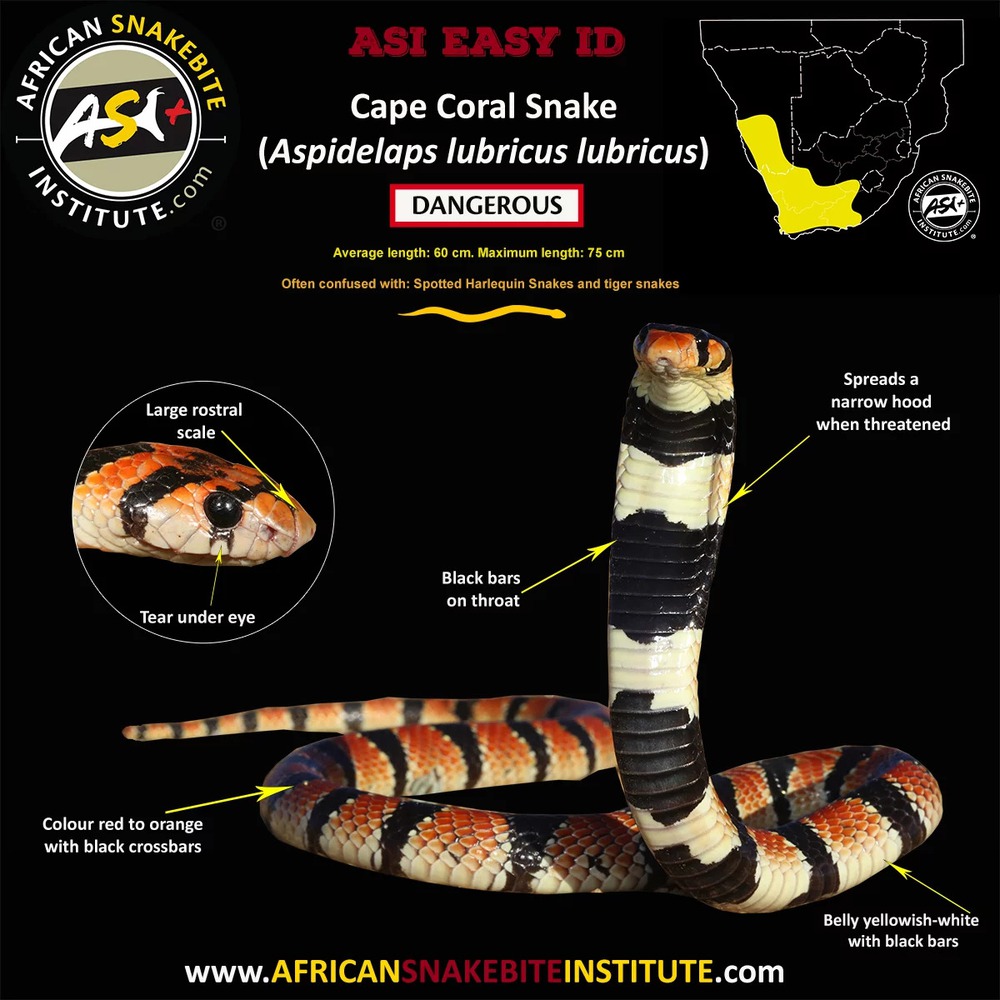 The version combines two species of snakes, cobra and coral: Extremely poisonous, no serum!  - Photo 3.