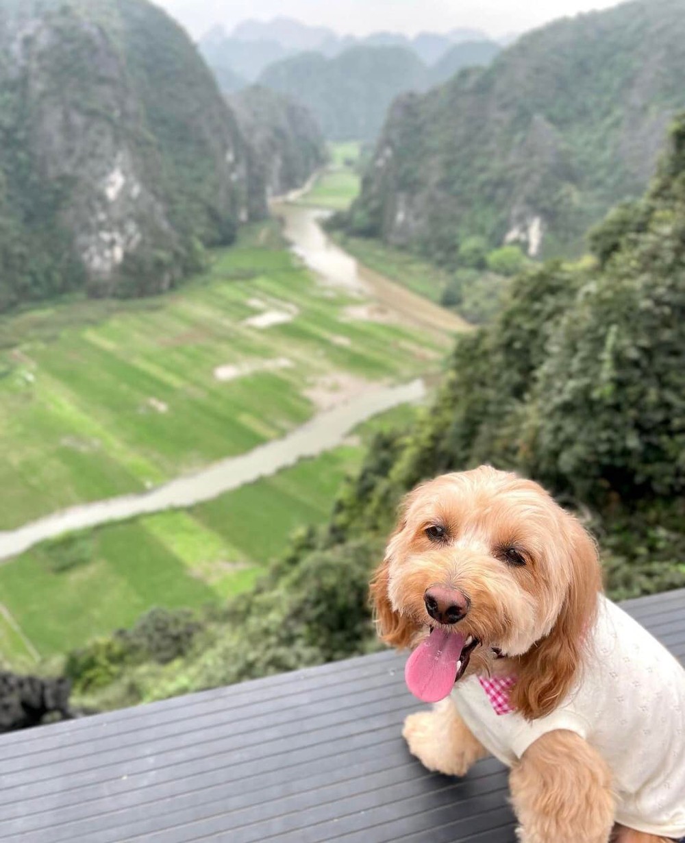 Chú chó ‘đốn tim’ dân mạng bởi loạt ảnh vi vu Ninh Bình cùng chủ nhân - Ảnh 4.