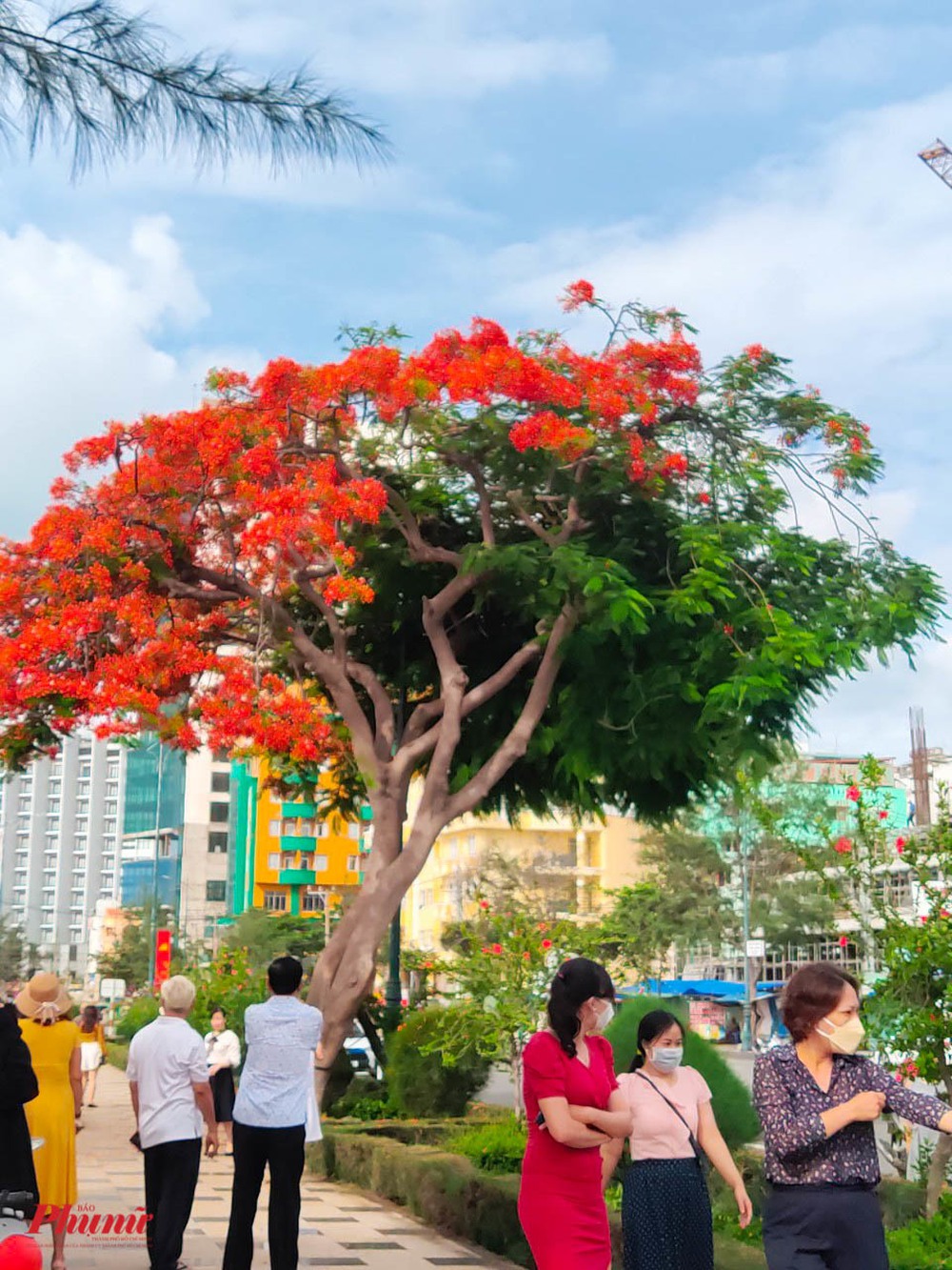 Người dân chen chân check-in với phượng nửa mùa tại Vũng Tàu - Ảnh 2.