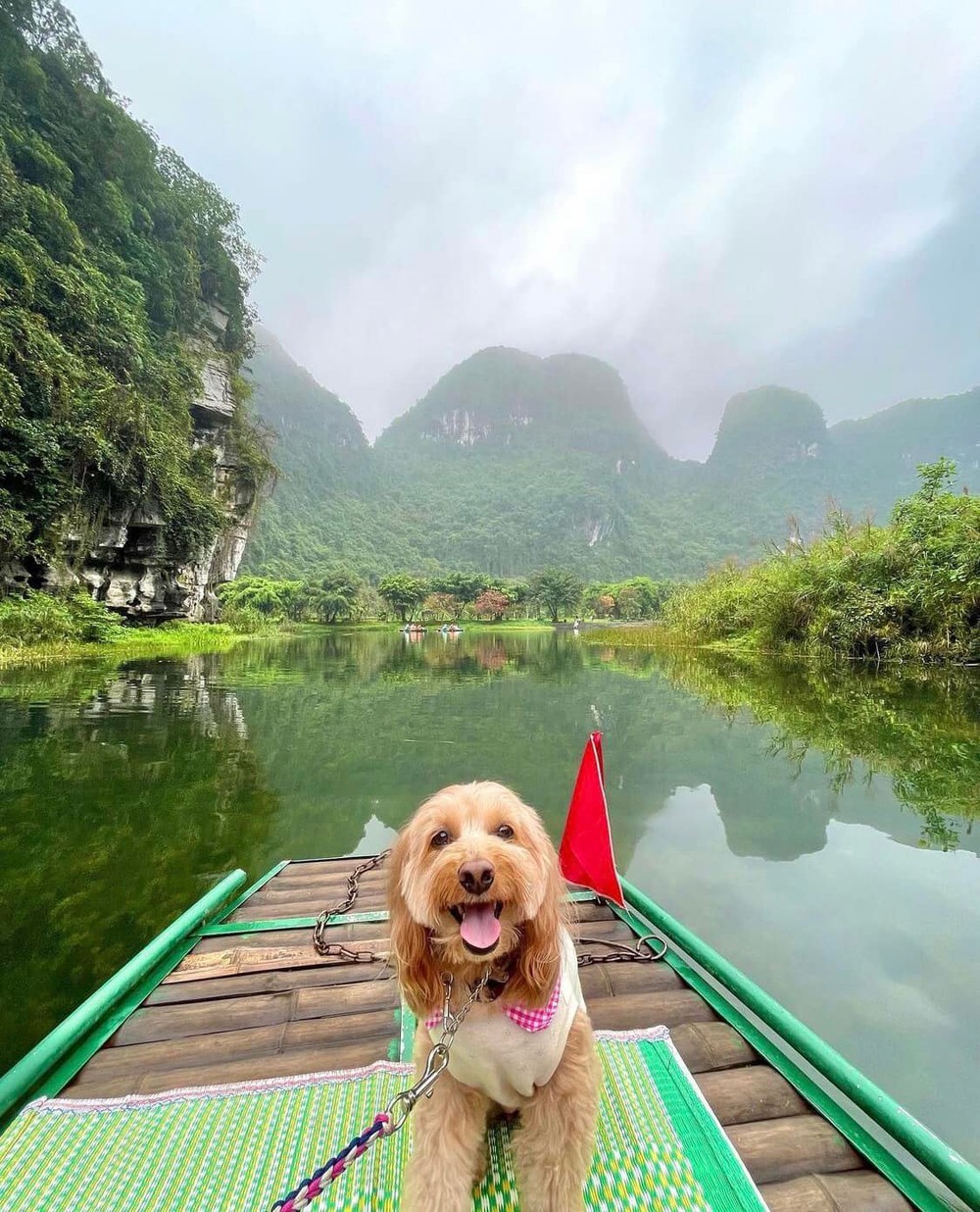 Chú chó ‘đốn tim’ dân mạng bởi loạt ảnh vi vu Ninh Bình cùng chủ nhân - Ảnh 3.