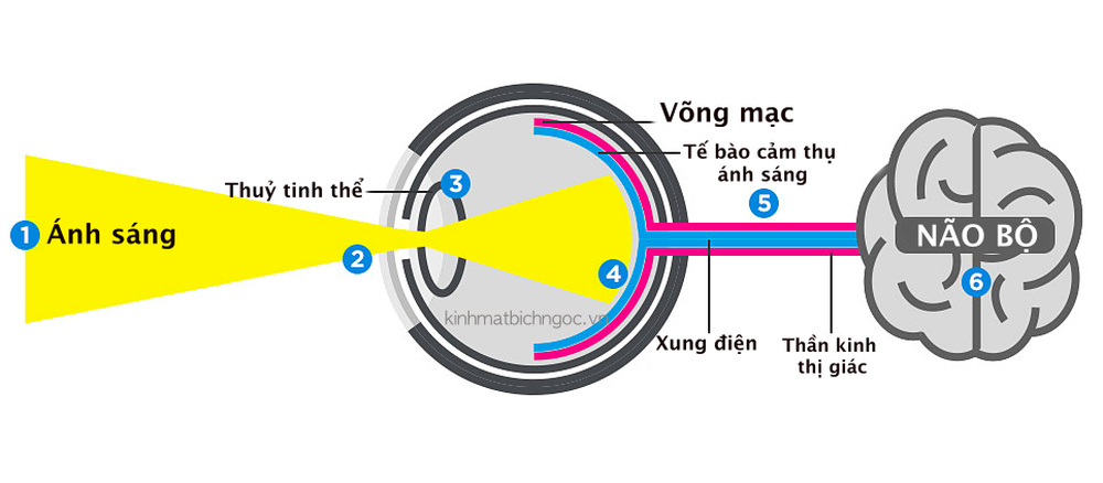  Đã có một loại thuốc nhỏ mắt giúp người già nhìn rõ, không cần đeo kính lão  - Ảnh 4.