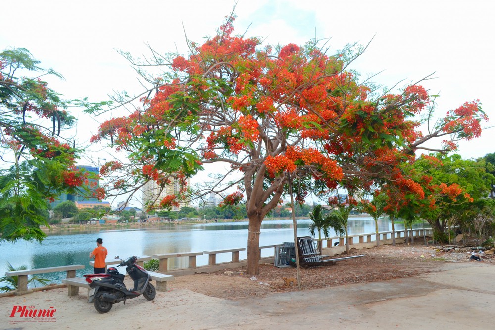 Người dân chen chân check-in với phượng nửa mùa tại Vũng Tàu - Ảnh 4.