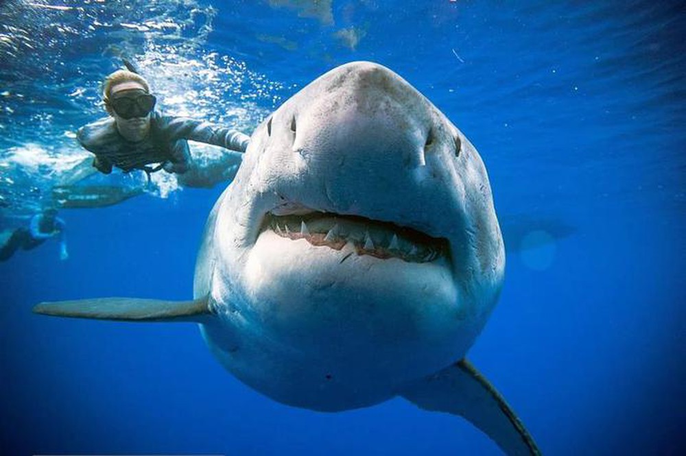 Mãnh thú tiêu diệt siêu cá mập Megalodon vẫn còn sống - Ảnh 1.