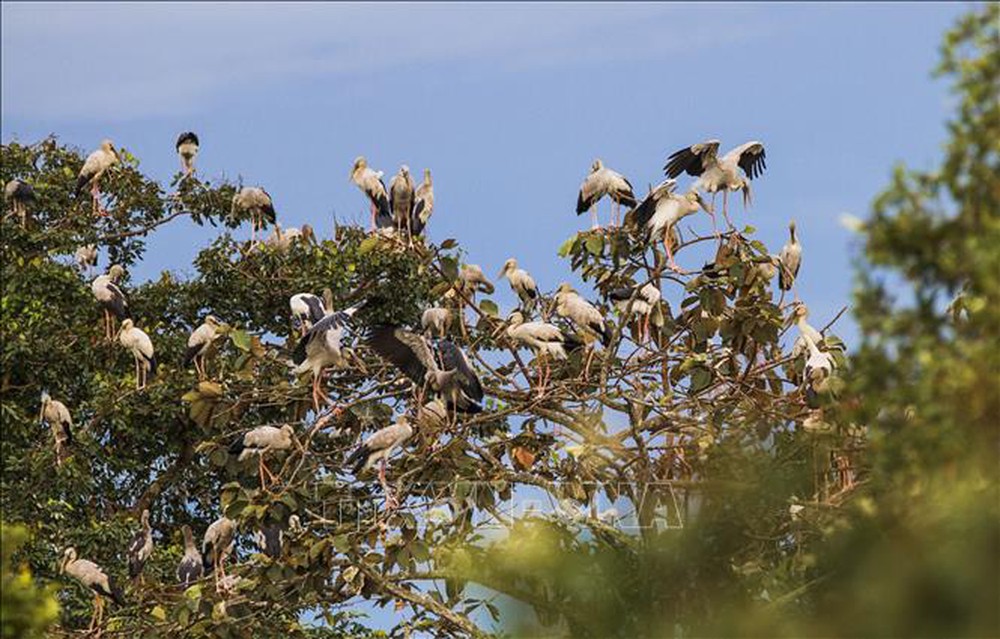 Đàn cò nhạn hơn 1.000 con di cư về Vườn Quốc gia Lò Gò - Xa Mát - Ảnh 1.