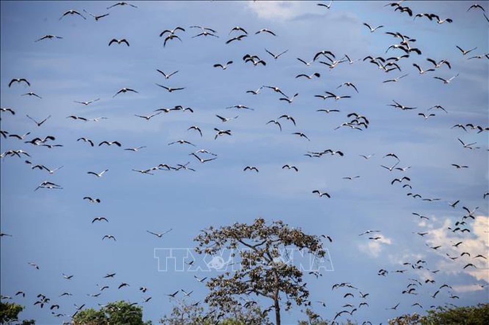 Đàn cò nhạn hơn 1.000 con di cư về Vườn Quốc gia Lò Gò - Xa Mát - Ảnh 3.