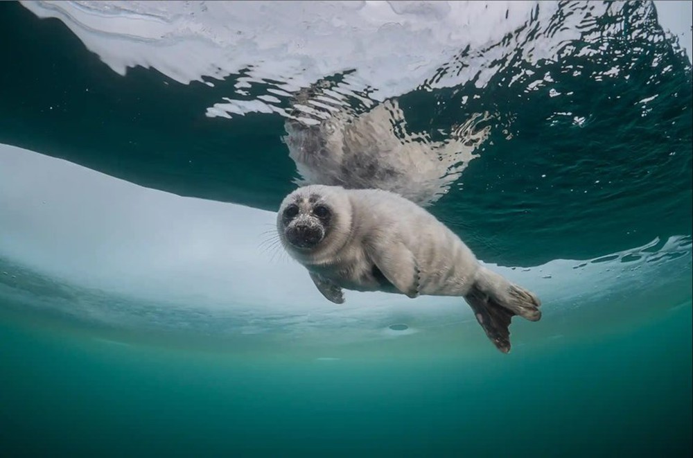 Bơi theo dấu chân của hải cẩu Baikal - Ảnh 1.