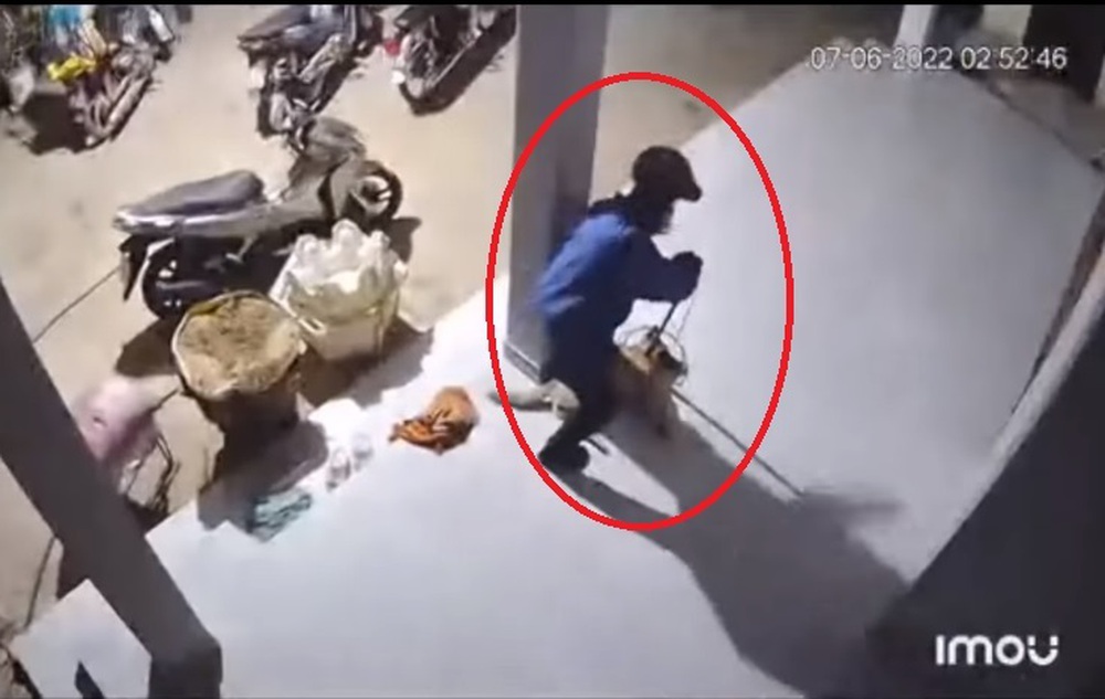 Close-up of dog thieves stealing dogs in 10 seconds 'without a superfluous move' makes netizens angry - Photo 4.