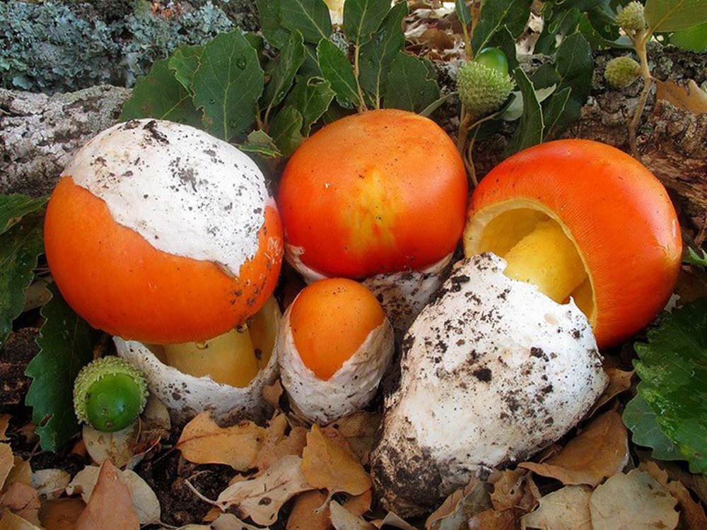 Đặc sản Trứng gà chồi lên từ đất hiếm có, giá nửa triệu đồng/kg - Ảnh 1.