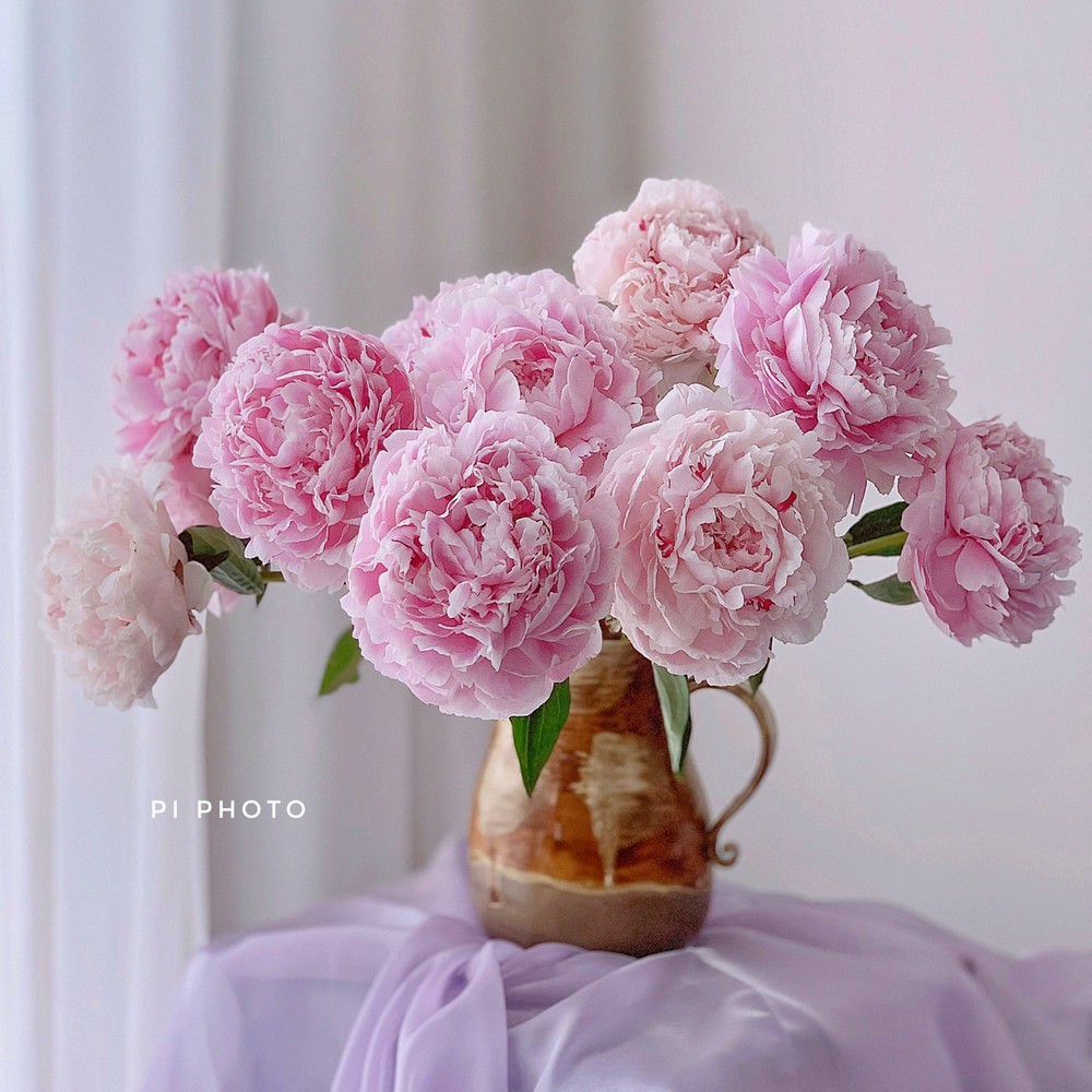 Thú chơi cắm hoa peony trong nhà được nhiều chị em theo đuổi, mặc kệ giá lên đến vài trăm nghìn/bông, nghe lí do ai cũng bất ngờ  - Ảnh 16.