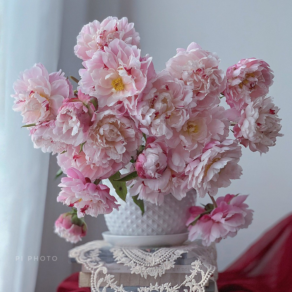 Thú chơi cắm hoa peony trong nhà được nhiều chị em theo đuổi, mặc kệ giá lên đến vài trăm nghìn/bông, nghe lí do ai cũng bất ngờ  - Ảnh 21.