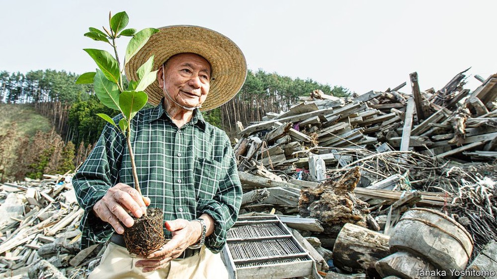 Trồng rừng kiểu Miyawaki - Ảnh 1.