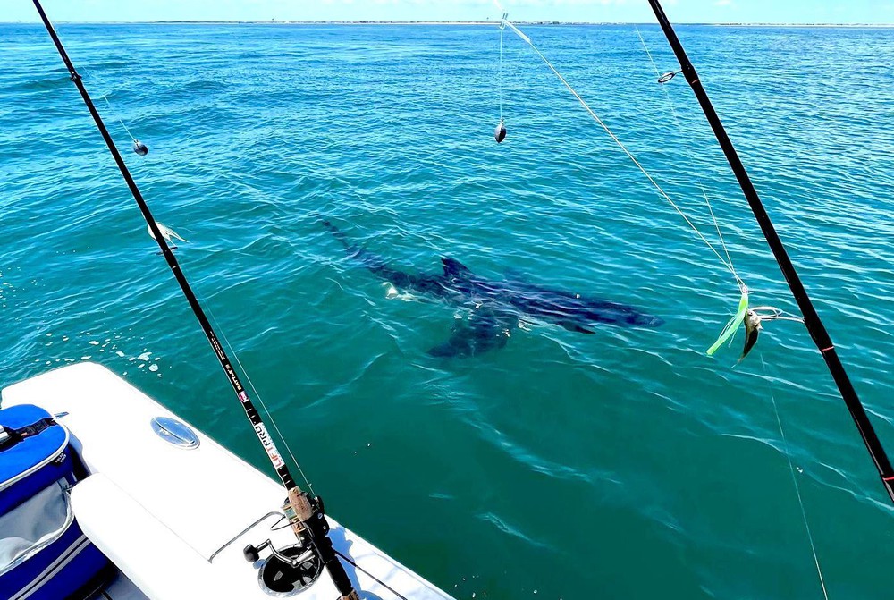 Đi câu ngoài biển, bất ngờ gặp trúng cá mập trắng lớn - Ảnh 1.