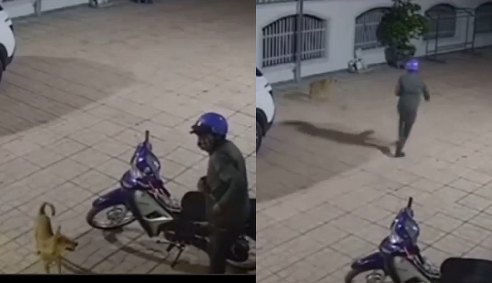 Chú chó im lặng khi người lạ lẻn vào sân định trộm xe máy, hành động sau đó khiến dân mạng cười bò - Ảnh 2.