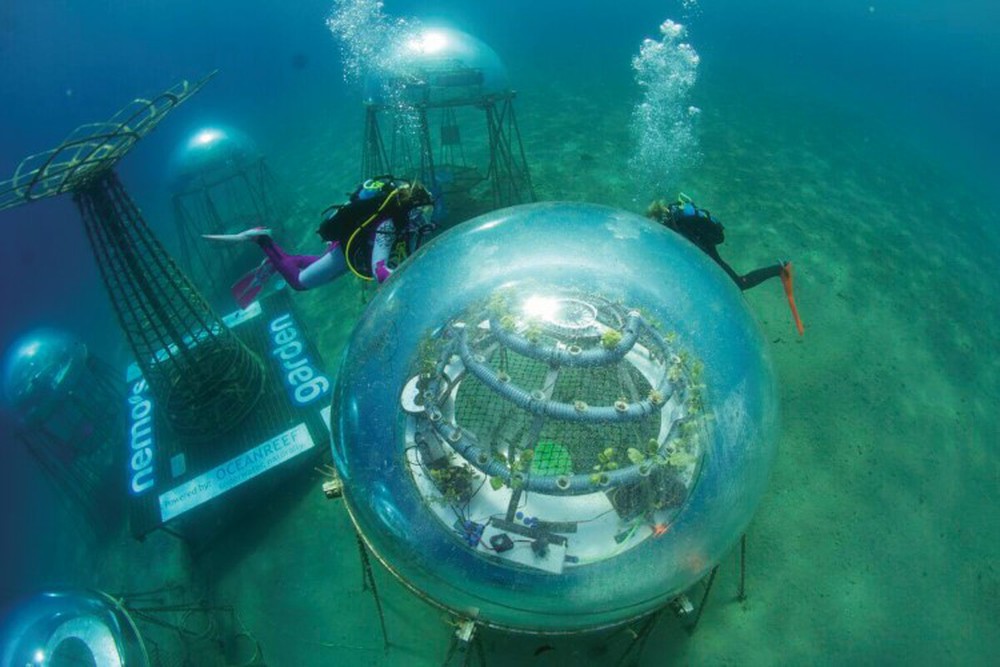 Nhà kính dưới biển mở ra tương lai - Ảnh 1.