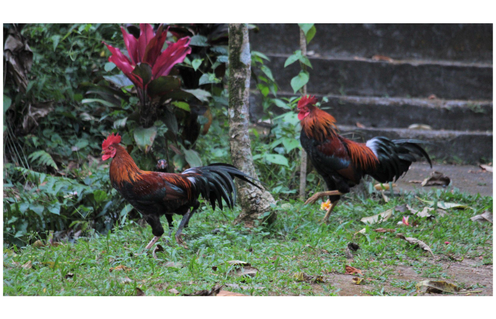Nghiên cứu mới cho thấy gà rừng đã được thuần hóa từ những vựa lúa vùng Đông Nam Á - Ảnh 3.