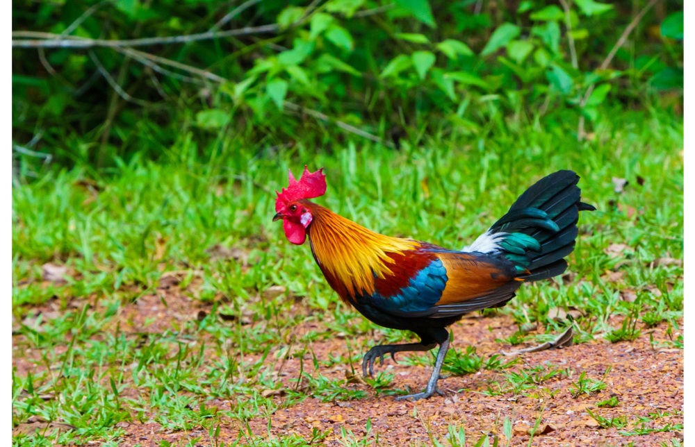 Nghiên cứu mới cho thấy gà rừng đã được thuần hóa từ những vựa lúa vùng Đông Nam Á - Ảnh 4.