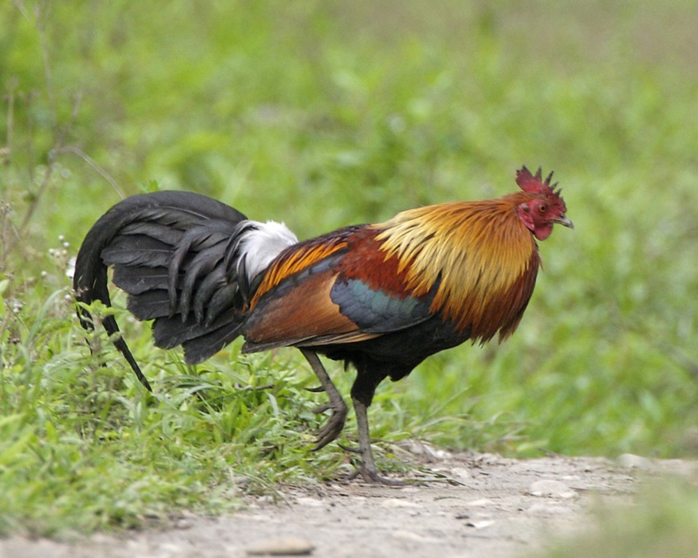 Nghiên cứu mới cho thấy gà rừng đã được thuần hóa từ những vựa lúa vùng Đông Nam Á - Ảnh 5.