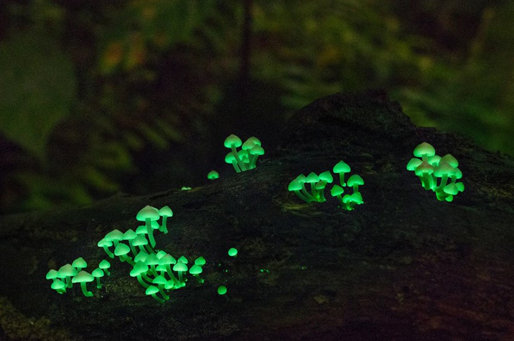Những sinh vật phát quang sinh học tỏa sáng dưới màn đêm - Ảnh 12.