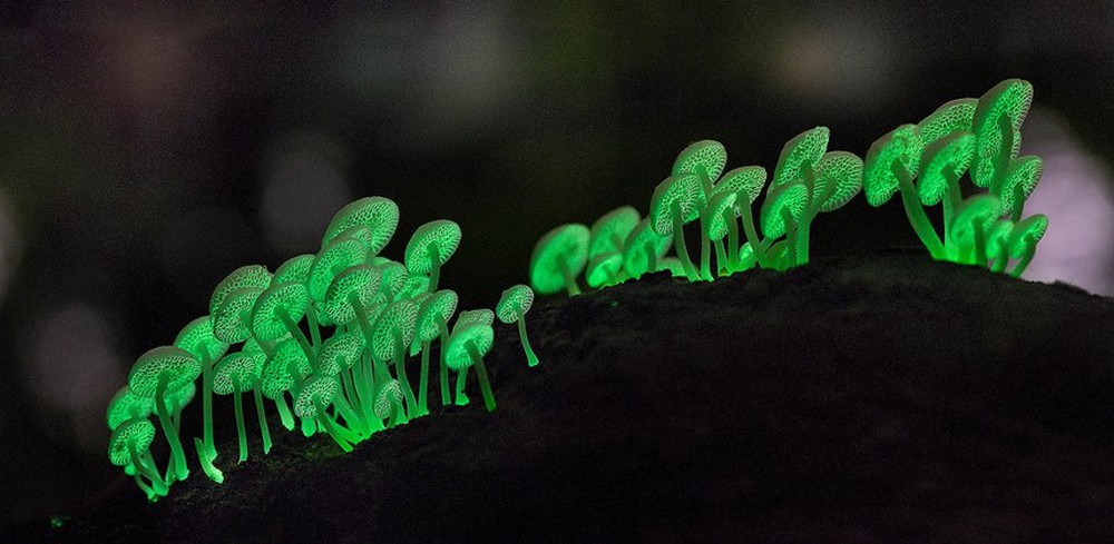 Những sinh vật phát quang sinh học tỏa sáng dưới màn đêm - Ảnh 6.