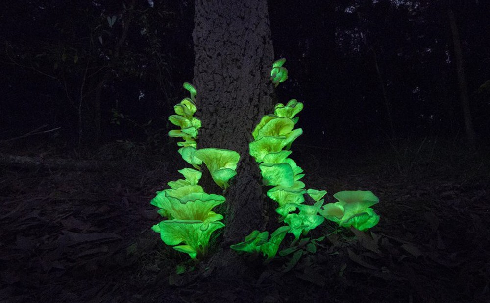 Những sinh vật phát quang sinh học tỏa sáng dưới màn đêm - Ảnh 2.