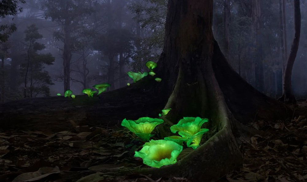 Những sinh vật phát quang sinh học tỏa sáng dưới màn đêm - Ảnh 11.