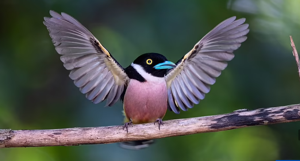 Loạt ảnh đẹp trong cuộc thi nhiếp ảnh về chim muông của năm 2022 - Ảnh 7.