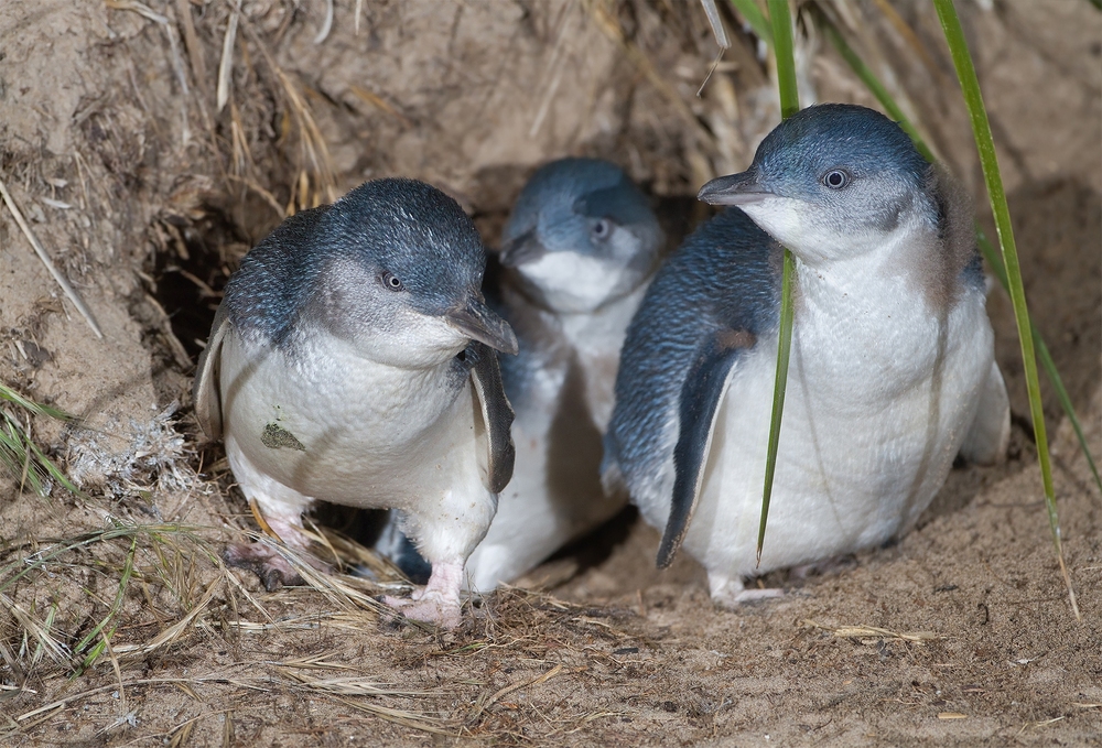 Bí ẩn cái chết của 500 con chim cánh cụt nhỏ nhất thế giới - Ảnh 1.