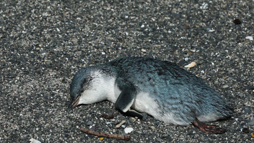 Bí ẩn cái chết của 500 con chim cánh cụt nhỏ nhất thế giới - Ảnh 2.