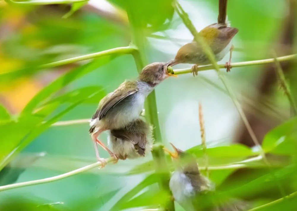 Khoảnh khắc ấn tượng tuần qua: Nhịp sống nơi hoang dã - Ảnh 3.