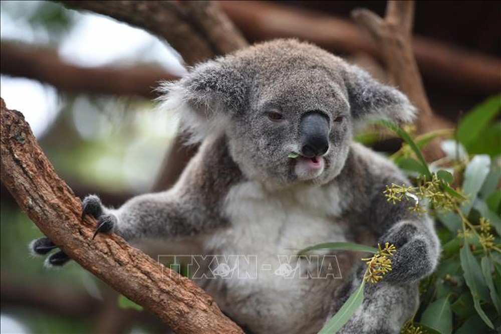 Australia discovered a new shelter for koalas - Photo 1.