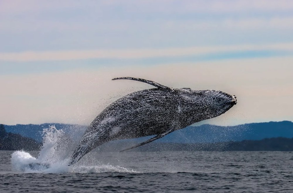 [ẢNH] Cá voi lưng gù và chuyến di cư ngàn dặm ngoài khơi Australia - Ảnh 1.