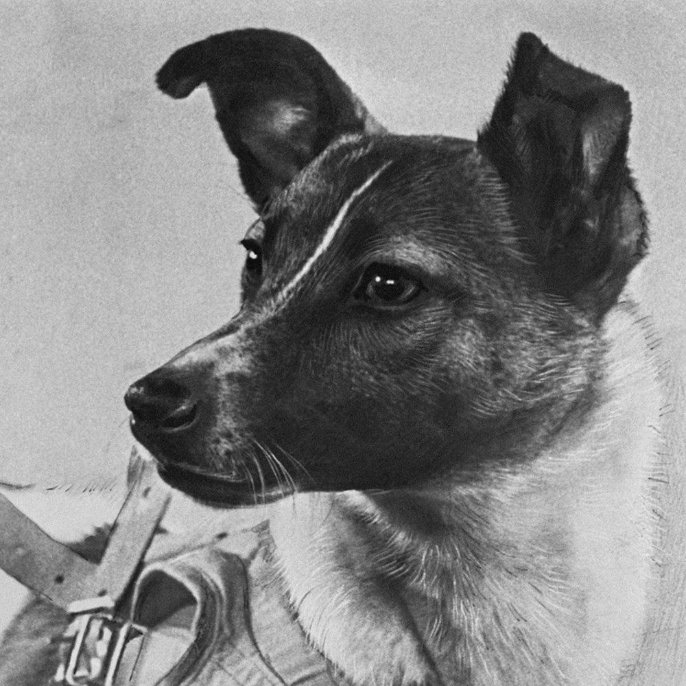 Câu chuyện buồn của Laika: Phi hành gia chó đầu tiên và chuyến bay một chiều vào vũ trụ - Ảnh 1.