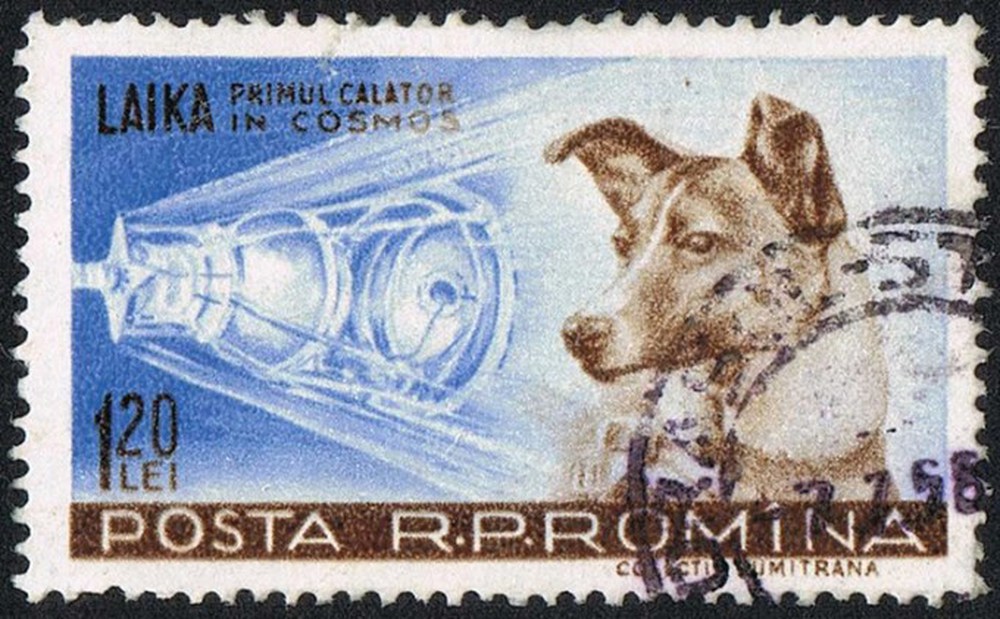 Câu chuyện buồn của Laika: Phi hành gia chó đầu tiên và chuyến bay một chiều vào vũ trụ - Ảnh 2.