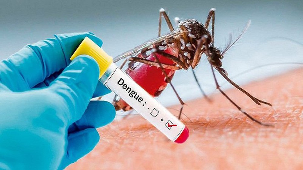 Hứa hẹn phát triển vaccine ngừa sốt xuất huyết từ nước bọt của muỗi - Ảnh 1.