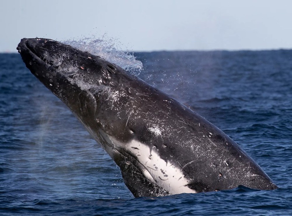 [ẢNH] Cá voi lưng gù và chuyến di cư ngàn dặm ngoài khơi Australia - Ảnh 4.