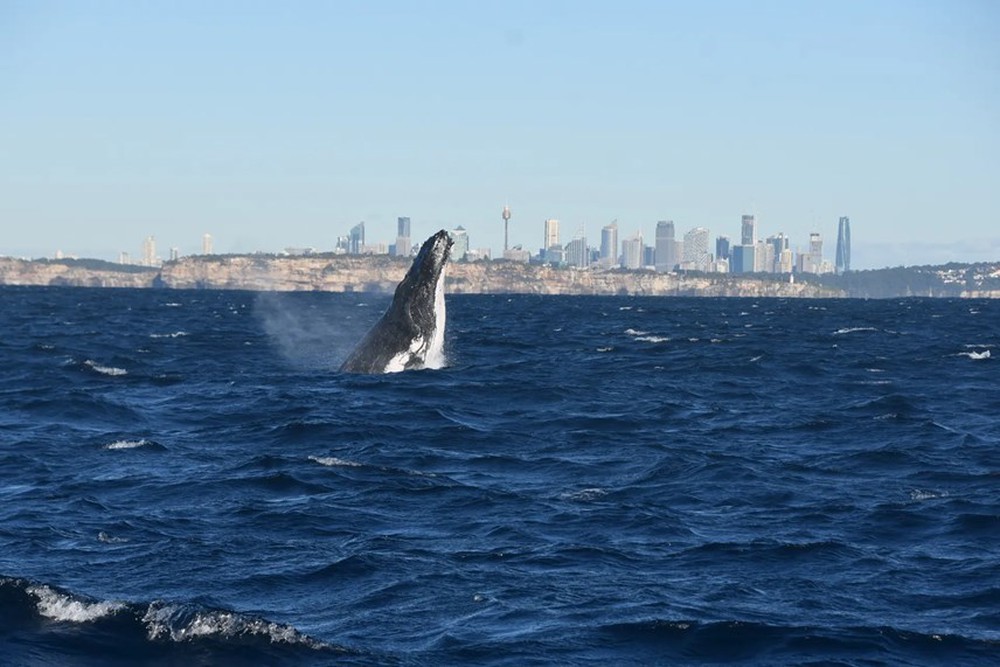 [ẢNH] Cá voi lưng gù và chuyến di cư ngàn dặm ngoài khơi Australia - Ảnh 5.