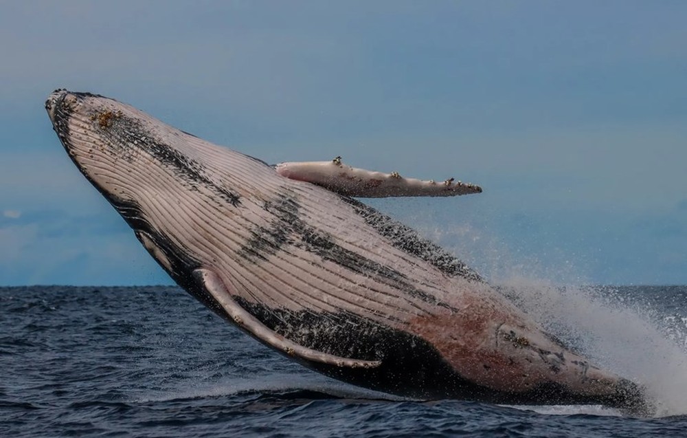 [ẢNH] Cá voi lưng gù và chuyến di cư ngàn dặm ngoài khơi Australia - Ảnh 6.