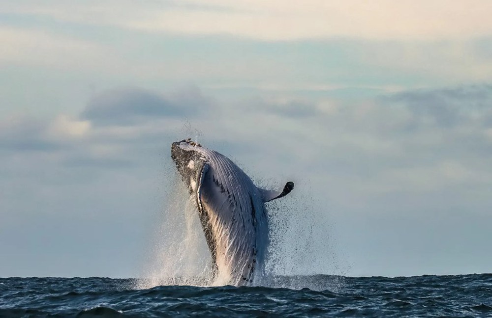 [ẢNH] Cá voi lưng gù và chuyến di cư ngàn dặm ngoài khơi Australia - Ảnh 7.